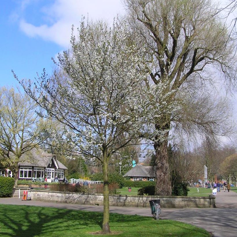 Zierkirsche Umineko - Prunus (Plant habit)