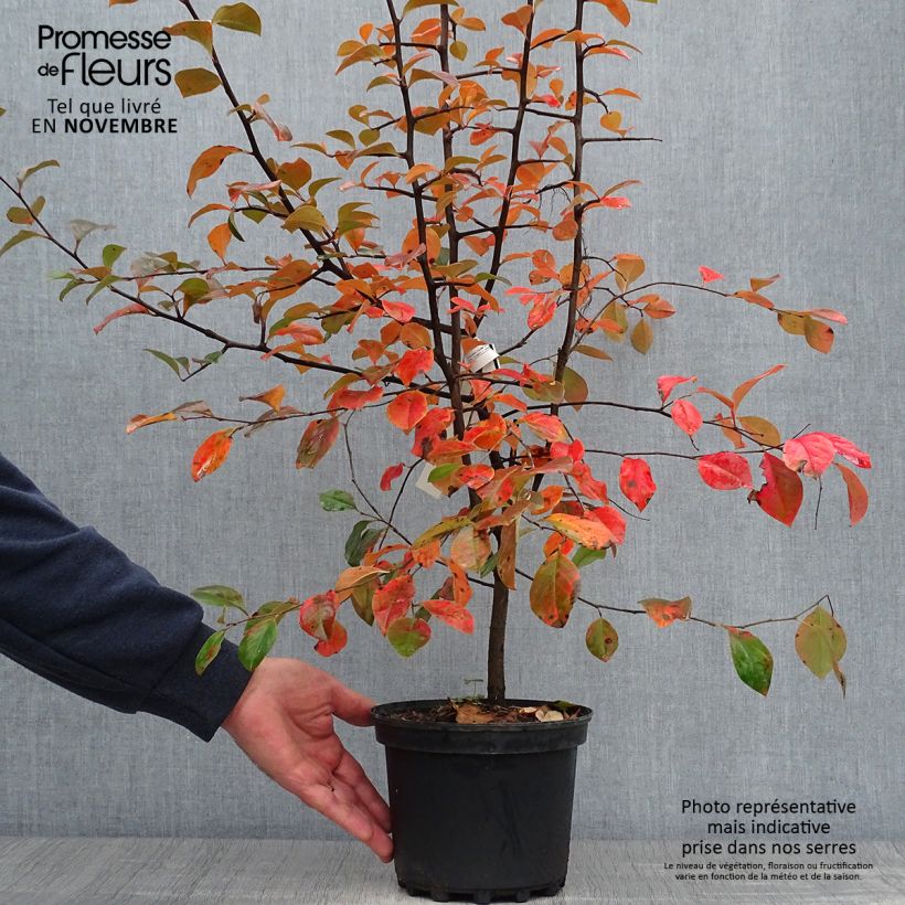 Example of Pseudocydonia sinensis - Chinesische Quitte Topf mit 3L/4L as you get in automne