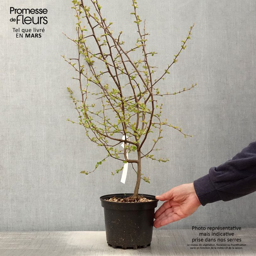 Exemplar von Pseudocydonia sinensis - Chinesische Quitte Topf mit 3L/4L wie im Frühjahr geliefert