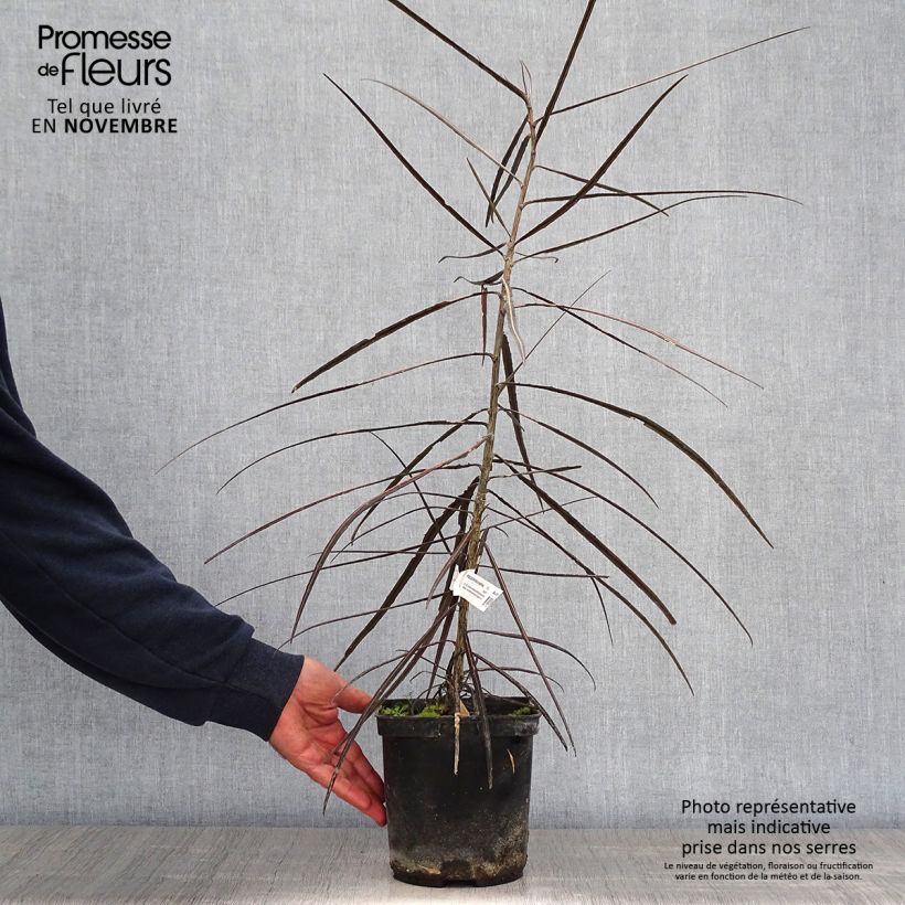 Example of Pseudopanax crassifolium Topf mit 2L/3L as you get in automne