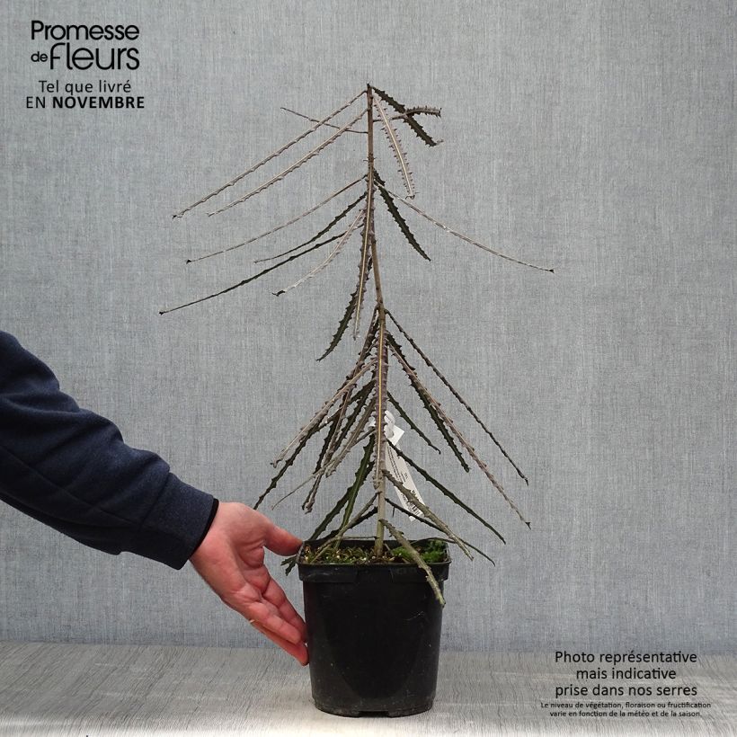 Example of Pseudopanax ferox Topf mit 2L/3L as you get in automne