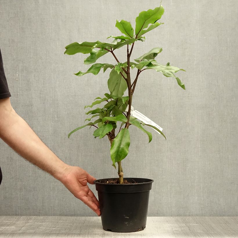 Exemplar von Pseudopanax laetus Topf mit 3L/4L wie im Sommer geliefert