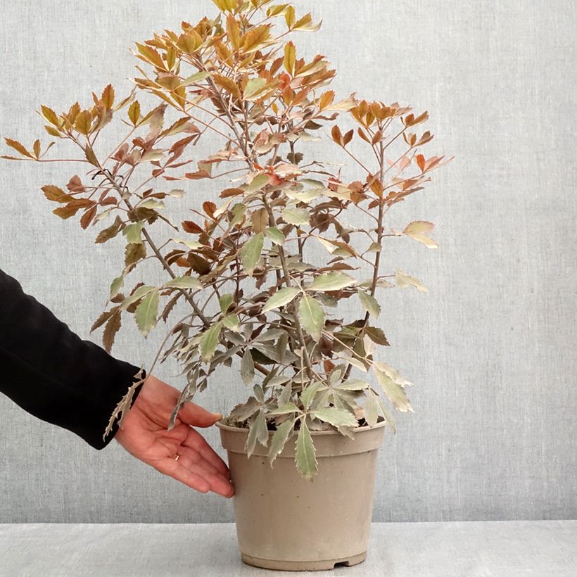 Exemplar von Pseudopanax Rangatira Topf mit 4L/5L wie im Sommer geliefert