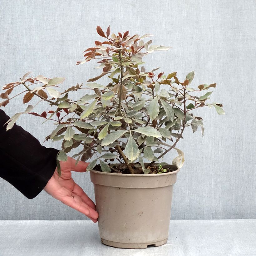 Exemplar von Pseudopanax Rangatira Topf mit 4L/5L wie im Winter geliefert