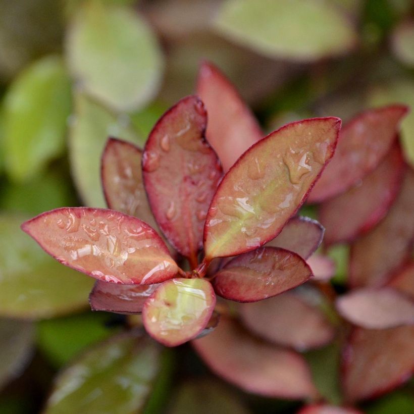 Pseudowintera colorata - Pfefferholz (Foliage)