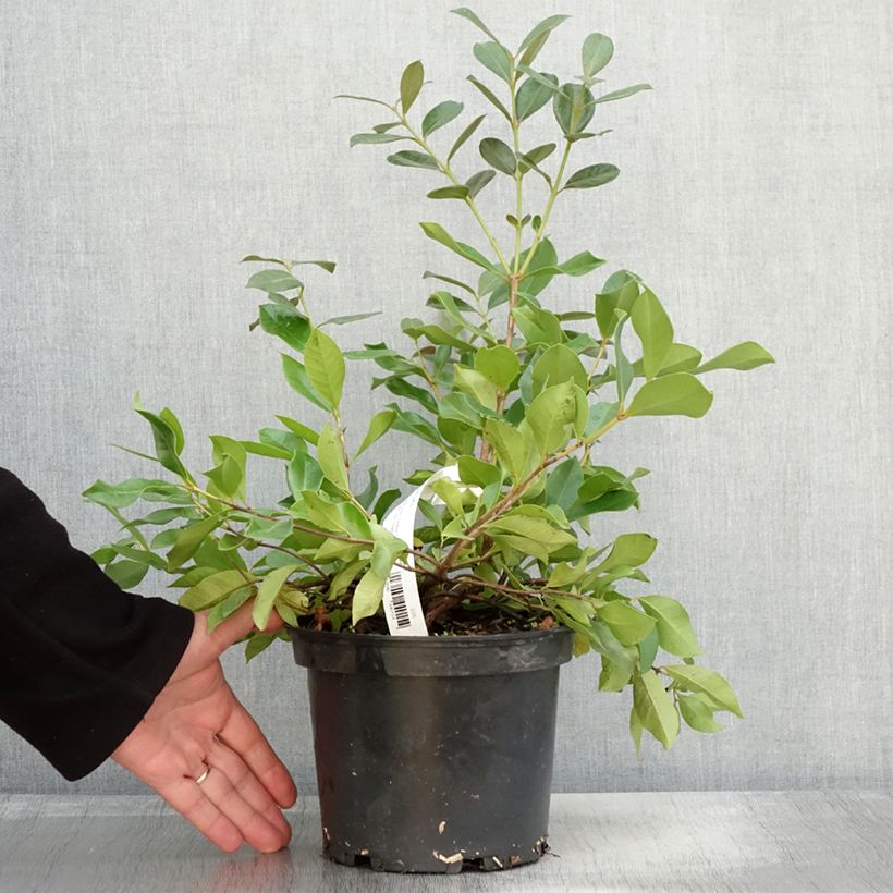 Example of Erdbeerguave - Psidium cattleianum Topf mit 2L/3L as you get in automne