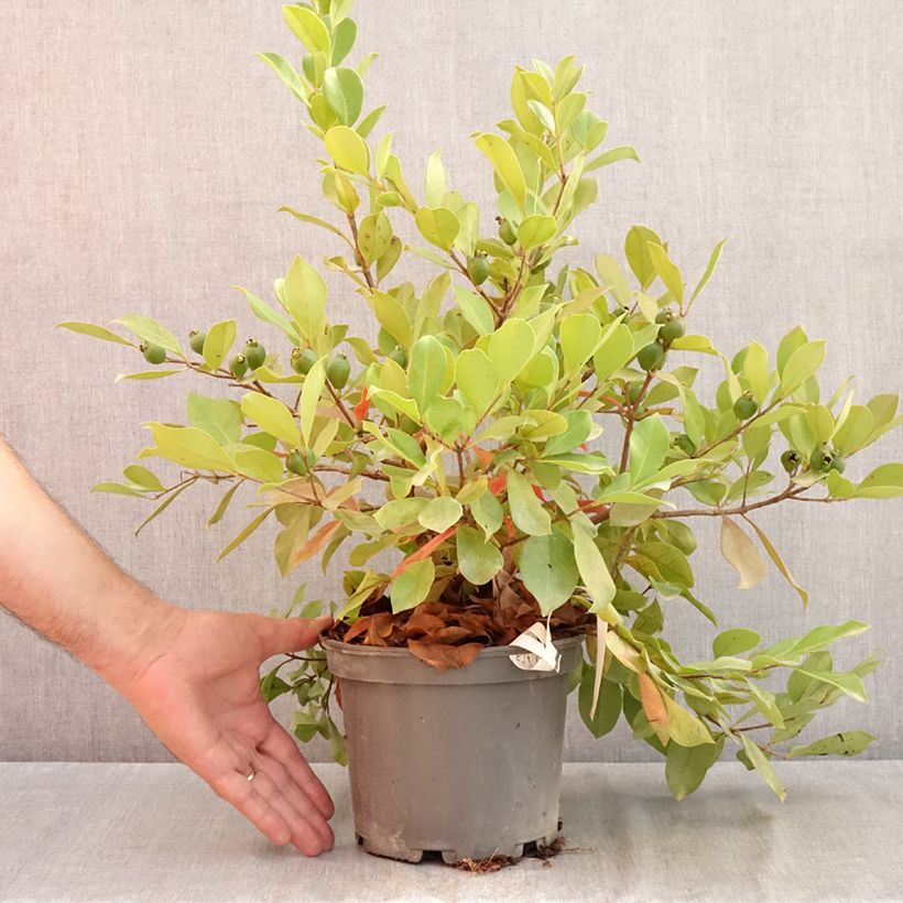 Exemplar von Erdbeerguave - Psidium cattleianum Topf mit 2L/3L wie im Sommer geliefert