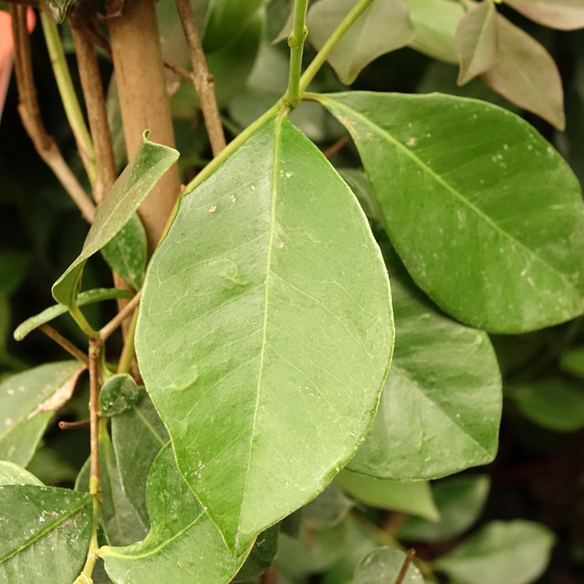 Erdbeerguave - Psidium cattleianum (Foliage)