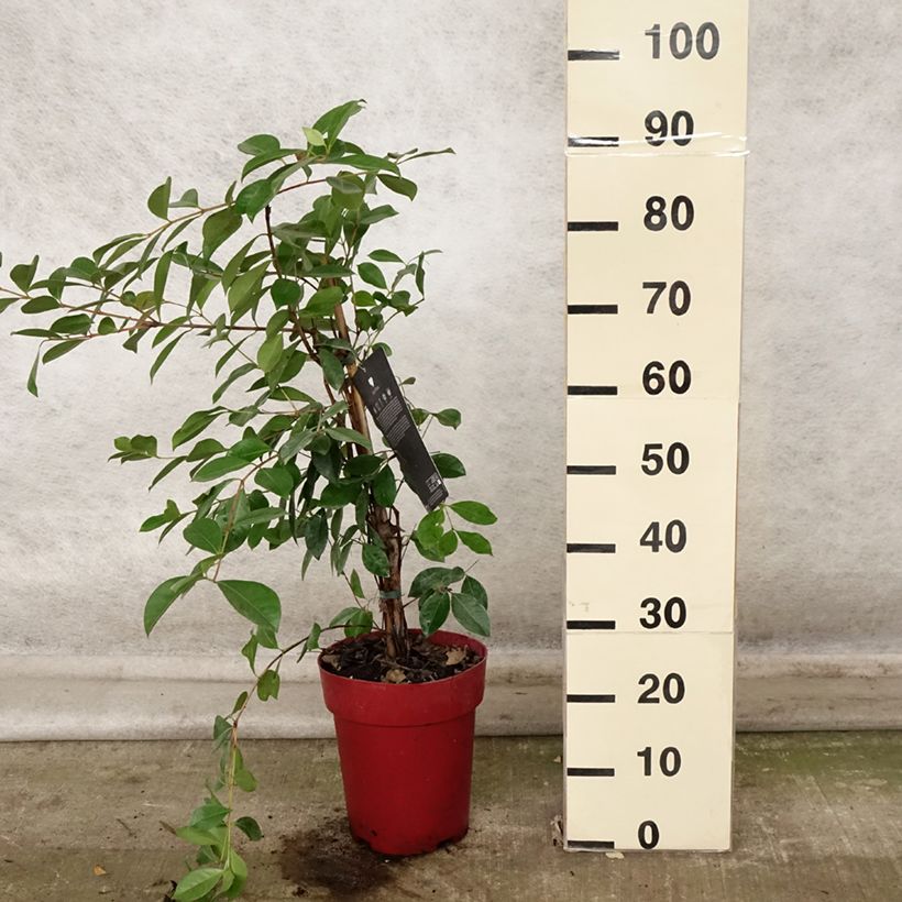 Example of Erdbeerguave - Psidium cattleianum Topf mit 6L/7L as you get in automne