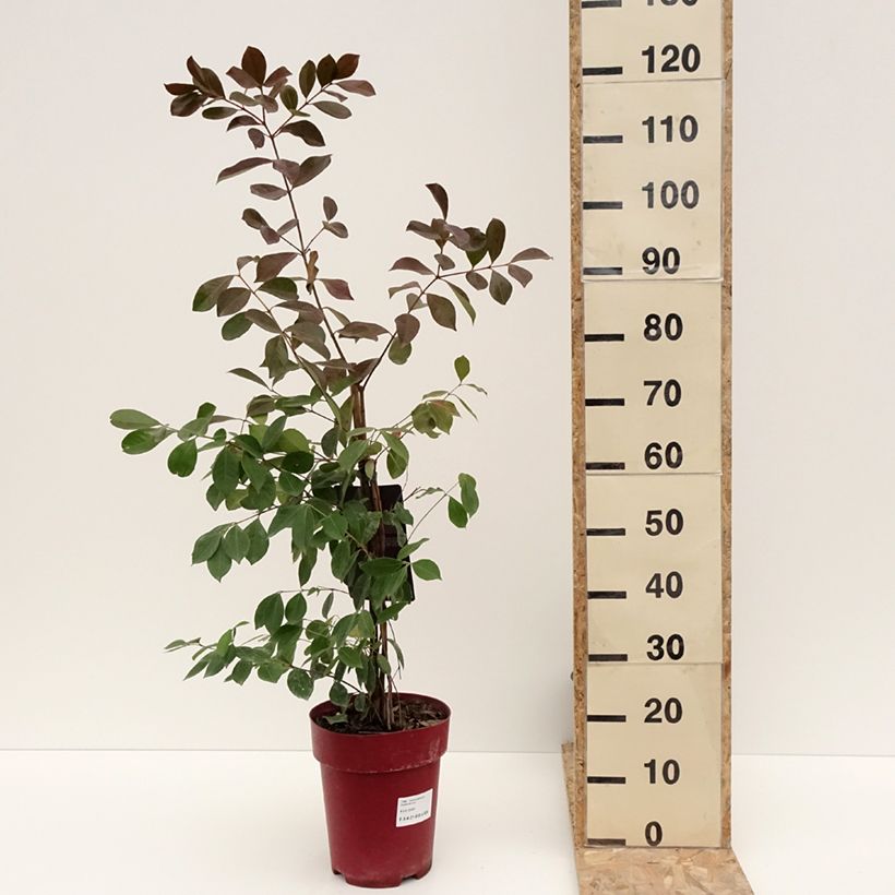 Exemplar von Erdbeerguave - Psidium cattleianum Topf mit 6L/7L wie im Winter geliefert