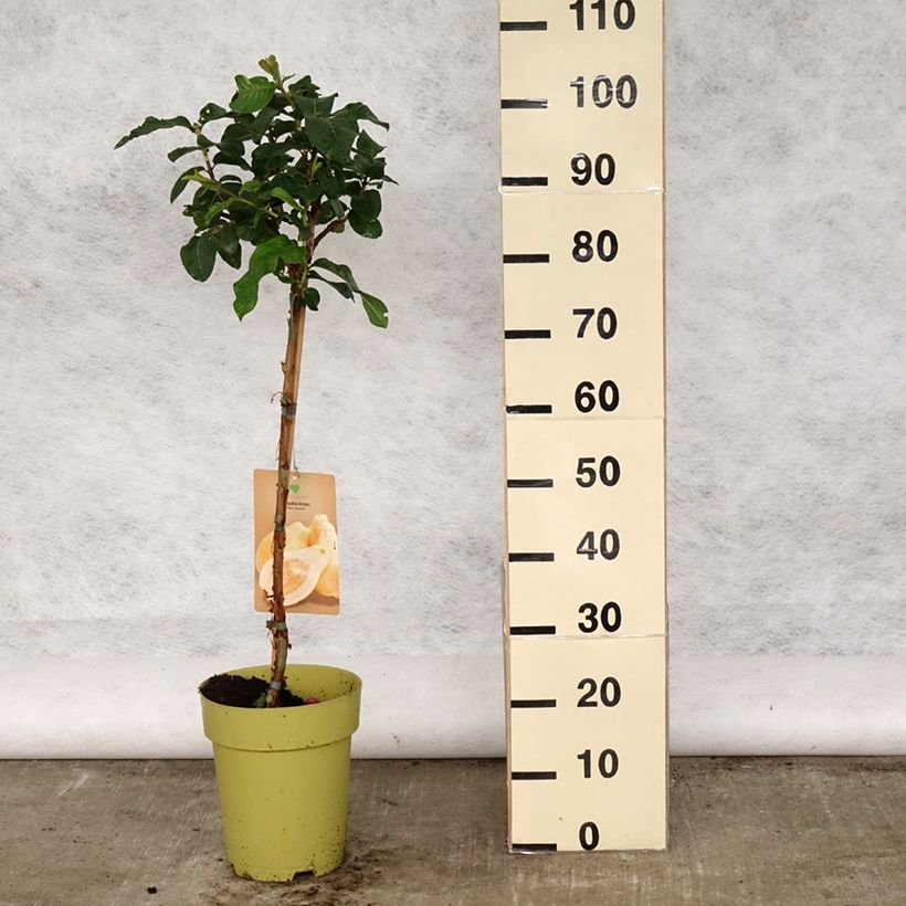 Exemplar von Echte Guave Limon - Psidium guajava Topf mit 6L/7L wie im Frühjahr geliefert