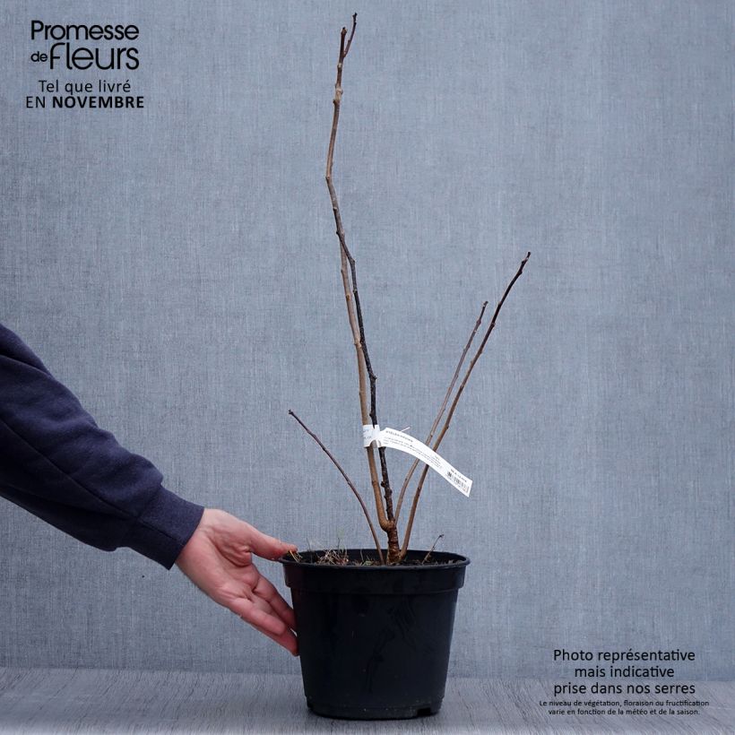 Example of Ptelea trifoliata - Kleeulme Topf mit 3L/4L as you get in automne