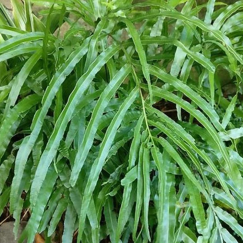 Pteris umbrosa - Saumfarn (Foliage)