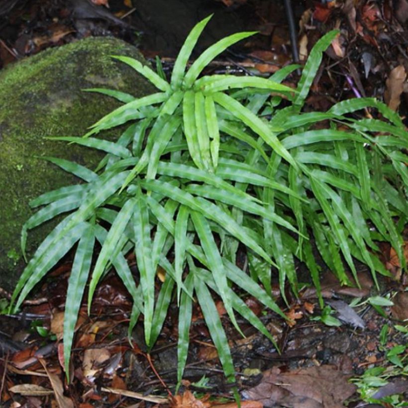 Pteris umbrosa - Saumfarn (Plant habit)