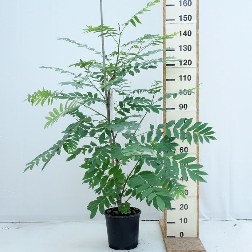 Exemplar von Kaukasische Flügelnuss - Pterocarya fraxinifolia Topf mit 6L/7L wie im Sommer geliefert