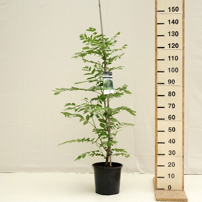 Exemplar von Pterocarya fraxinifolia - Ptérocaryer ou noyer du Caucase Topf mit 6L/7L wie im Frühjahr geliefert
