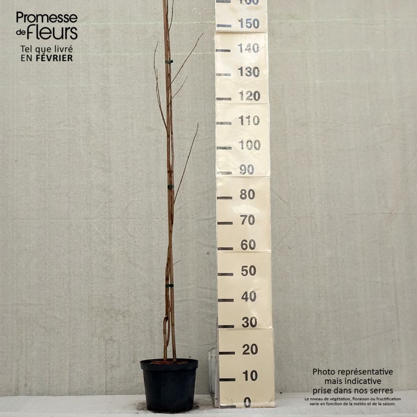 Exemplar von Pterostyrax corymbosa - Flügelstorax Topf mit 3L/4L wie im Winter geliefert