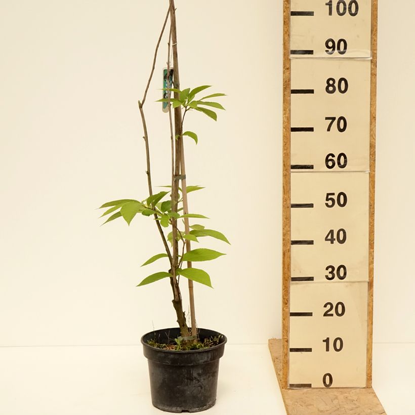 Exemplar von Pterostyrax hispida - Flügelstorax Topf mit 4L/5L wie im Frühjahr geliefert