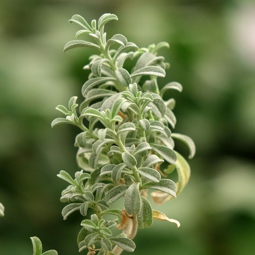 Ptilotrichum spinosum Rubrum - Dorniges Steinkraut (Foliage)