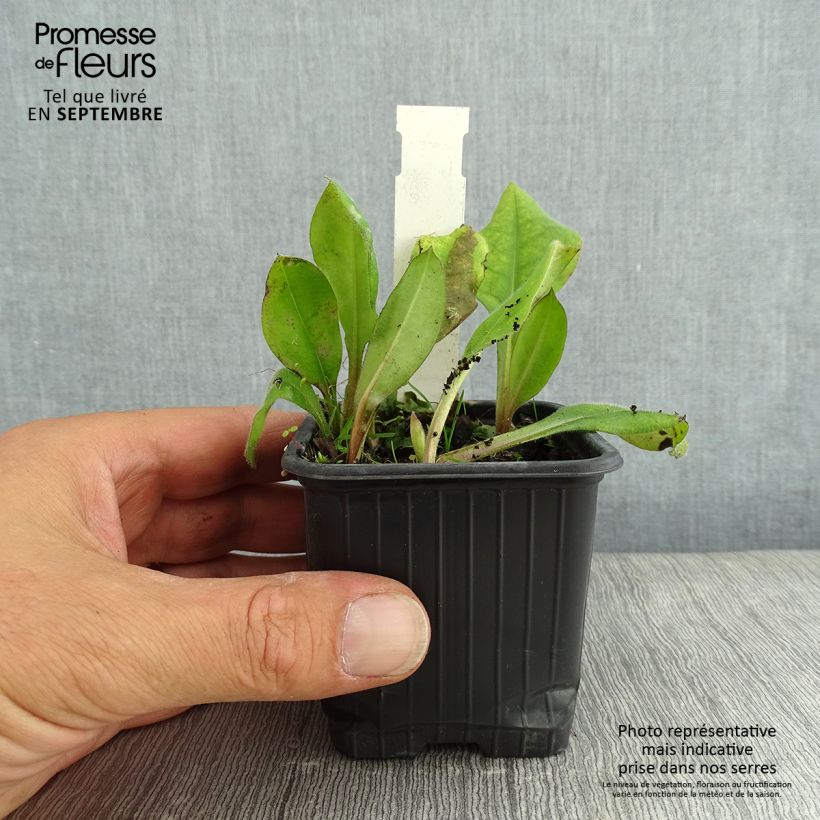 Example of Lungenkraut Blue Ensign - Pulmonaria Kleine Töpfe von 8/9 cm as you get in ete