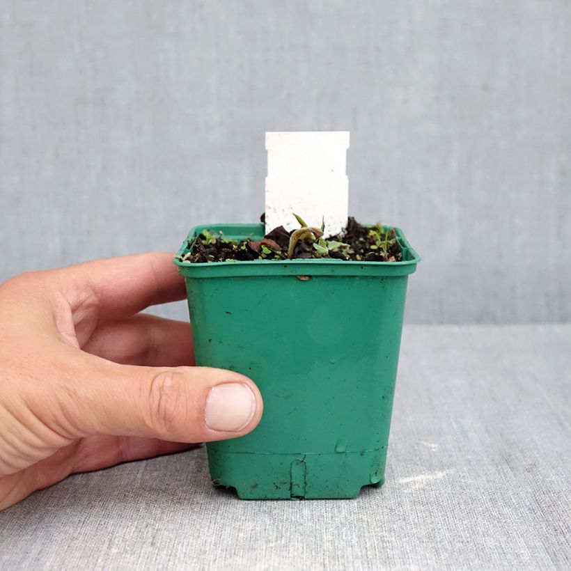 Exemplar von Lungenkraut Blue Ensign - Pulmonaria Kleine Töpfe von 8/9 cm wie im Herbst geliefert