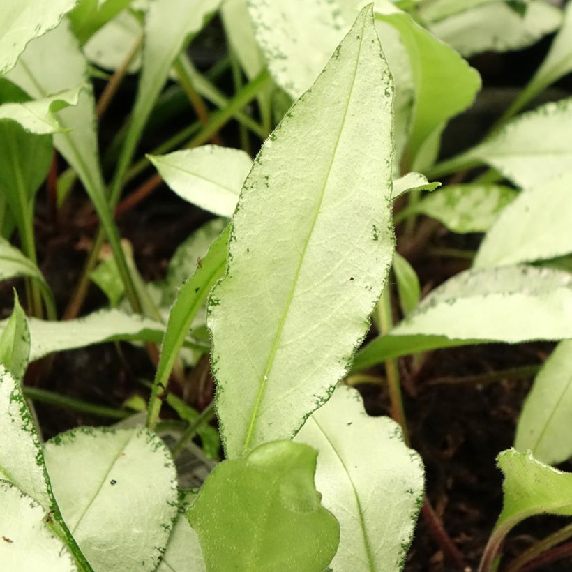 Lungenkraut Diane Clare - Pulmonaria (Foliage)