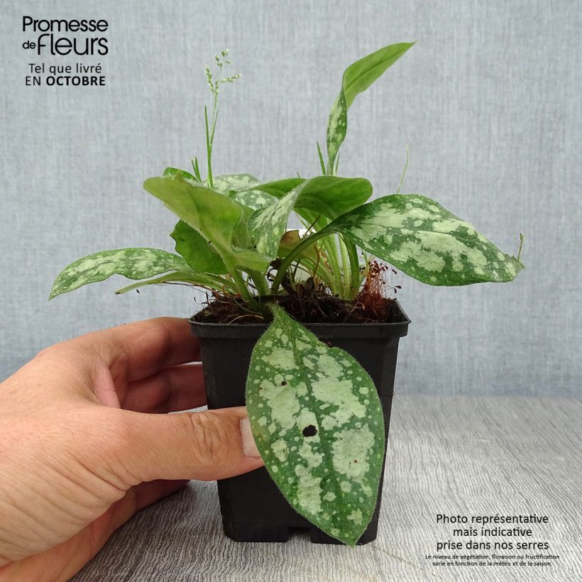Example of Lungenkraut Opal - Pulmonaria Kleine Töpfe von 8/9 cm as you get in automne