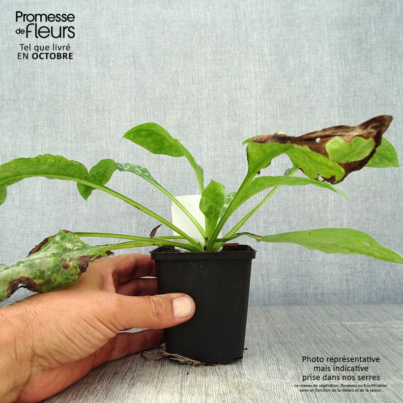Example of Lungenkraut Sissinghurst White - Pulmonaria Kleine Töpfe von 8/9 cm as you get in automne