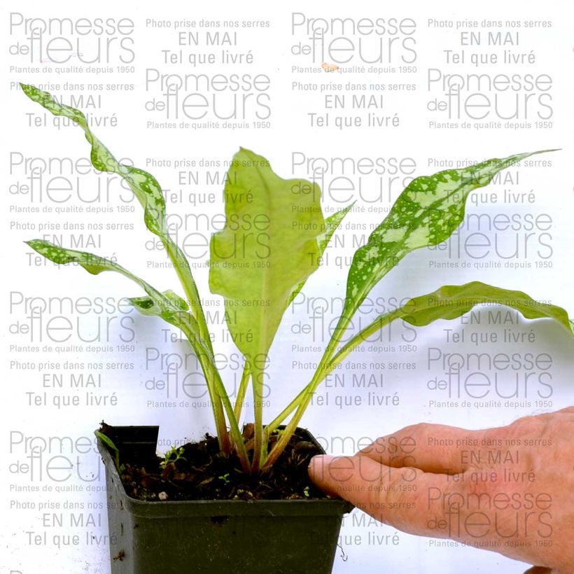 Example of Lungenkraut Margery Fish - Pulmonaria Kleine Töpfe von 8/9 cm as you get