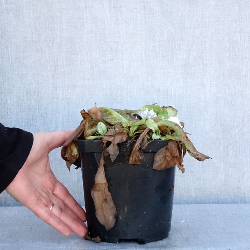 Example of Lungenkraut Moonshine - Pulmonaria Topf mit 3L/4L as you get in hiver