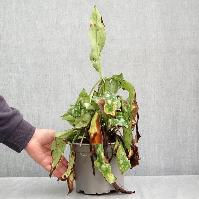 Exemplar von Lungenkraut Shrimps on the Barbie - Pulmonaria Topf mit 3L/4L wie im Herbst geliefert