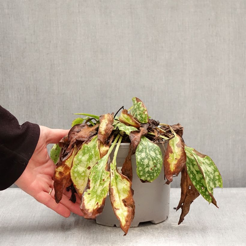 Exemplar von Lungenkraut Shrimps on the Barbie - Pulmonaria Topf mit 3L/4L wie im Winter geliefert