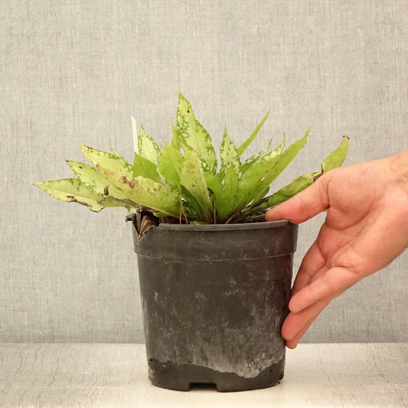 Example of Lungenkraut Silver Bouquet - Pulmonaria Topf mit 2L/3L as you get in ete