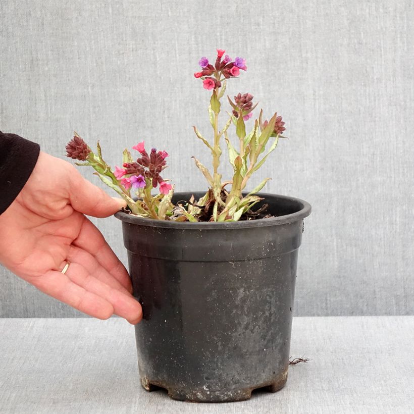 Exemplar von Lungenkraut Silver Bouquet - Pulmonaria Topf mit 2L/3L wie im Frühjahr geliefert