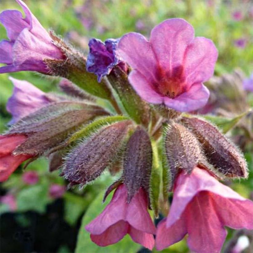 Lungenkraut Victorian Brooch - Pulmonaria (Flowering)