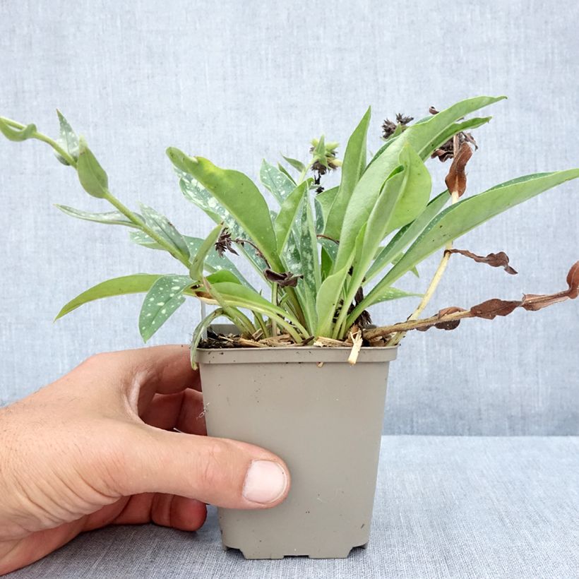 Exemplar von Langblättriges Lungenkraut E.B Anderson - Pulmonaria Kleine Töpfe von 8/9 cm wie im Sommer geliefert