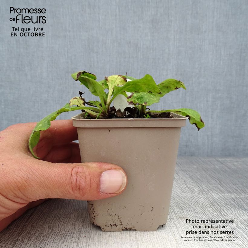 Example of Echtes Lungenkraut - Pulmonaria officinalis Kleine Töpfe von 8/9 cm as you get in automne