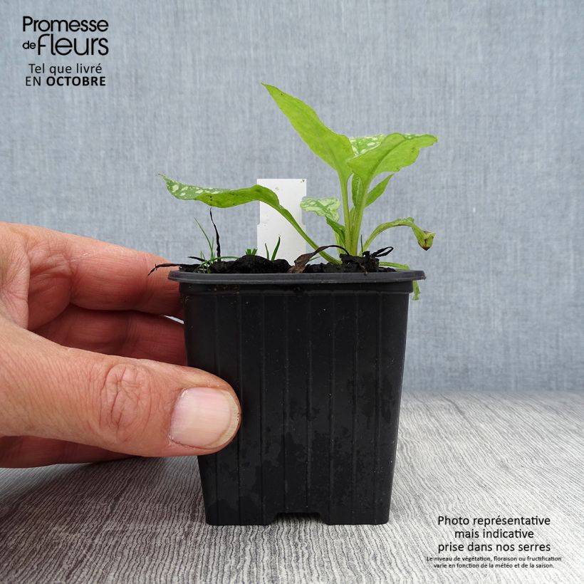 Example of Lungenkraut Mrs Moon - Pulmonaria Kleine Töpfe von 8/9 cm as you get in automne