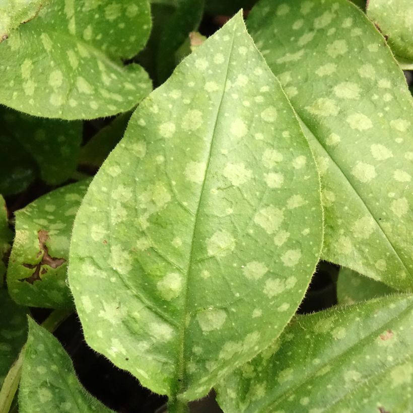 Lungenkraut Mrs Moon - Pulmonaria (Foliage)
