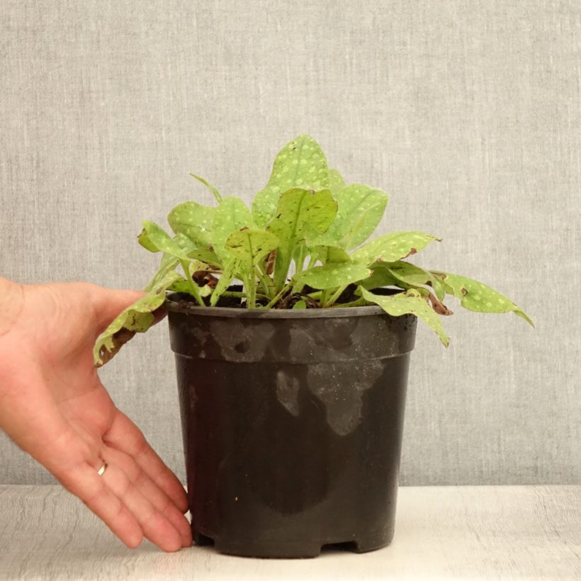 Example of Lungenkraut Mrs Moon - Pulmonaria Topf mit 2L/3L as you get in ete