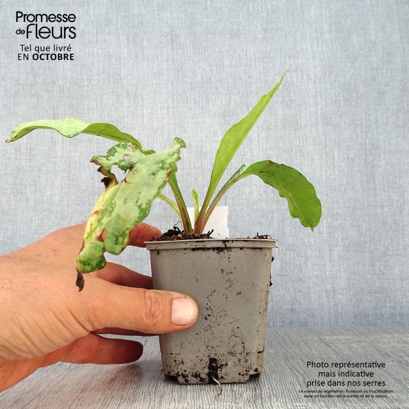 Example of Lungenkraut Silverado - Pulmonaria Kleine Töpfe von 8/9 cm as you get in automne