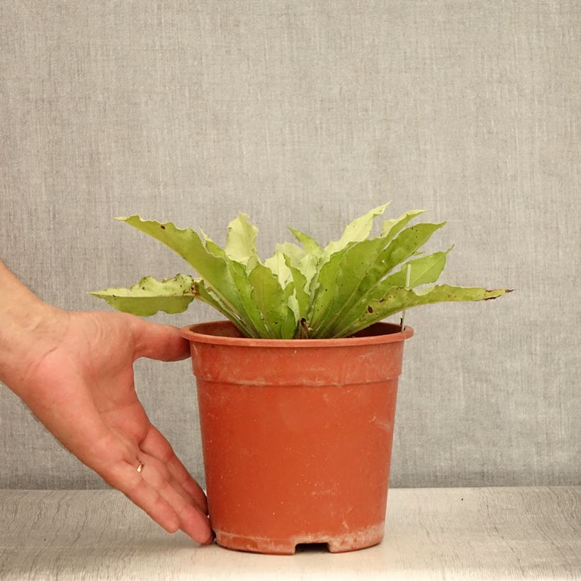 Example of Lungenkraut Samourai - Pulmonaria Topf mit 2L/3L as you get in ete