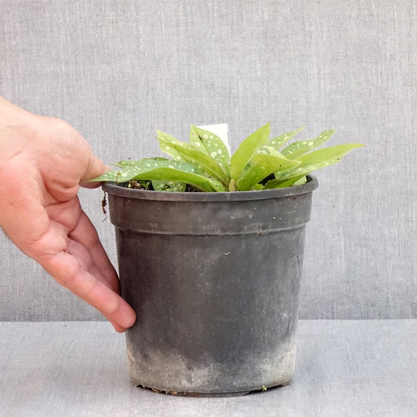 Example of Lungenkraut Trevi Fountain - Pulmonaria Topf mit 2L/3L as you get in printemps