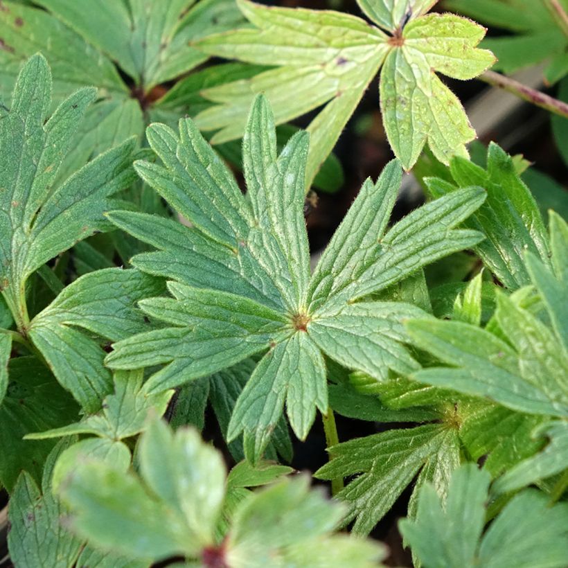 Küchenschelle - Pulsatilla patens (Foliage)