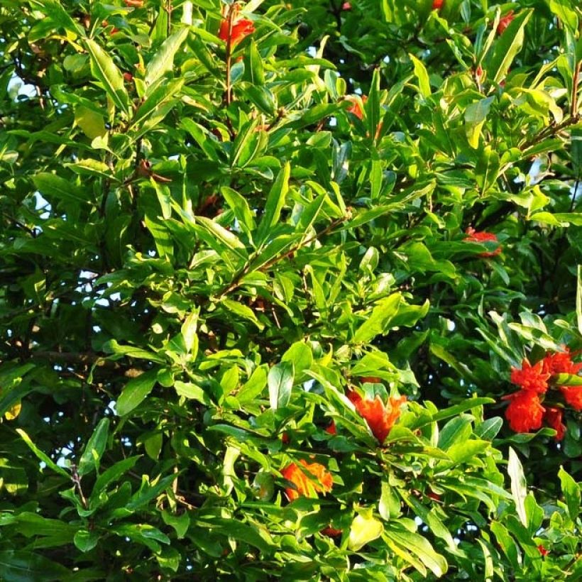 Granatapfelbaum Fina Tendral - Punica granatum (Foliage)