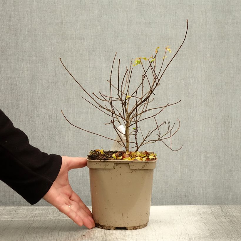 Example of Granatapfelbaum Nana racemosa - Punica granatum Topf mit 3L/4L as you get in automne