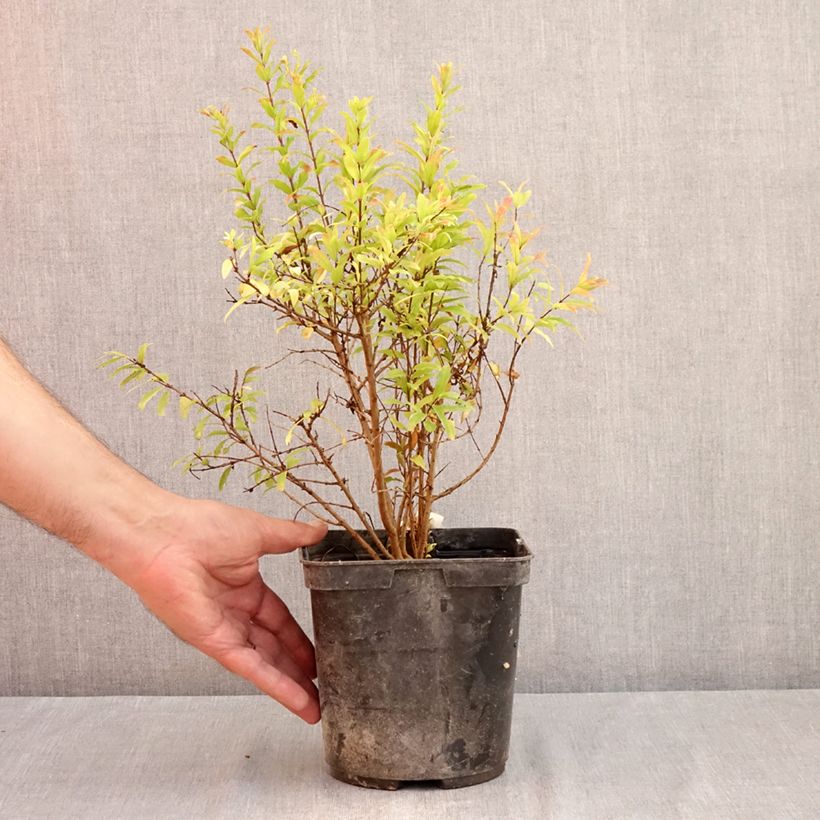 Exemplar von Granatapfelbaum Nana racemosa - Punica granatum Topf mit 3L/4L wie im Sommer geliefert