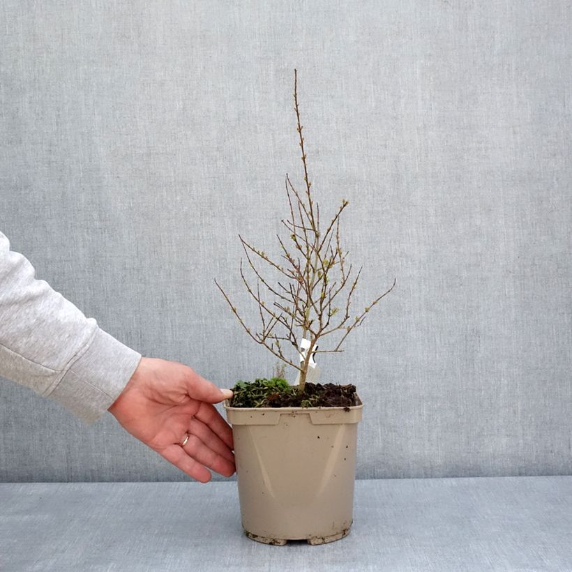 Exemplar von Granatapfelbaum Nana racemosa - Punica granatum Topf mit 3L/4L wie im Frühjahr geliefert