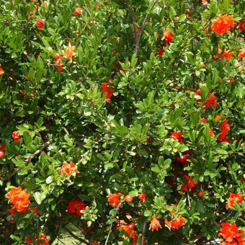 Granatapfelbaum Plena - Punica granatum (Foliage)