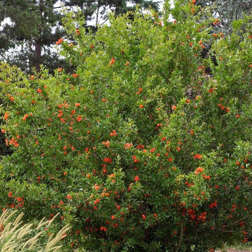 Granatapfelbaum Plena - Punica granatum (Plant habit)